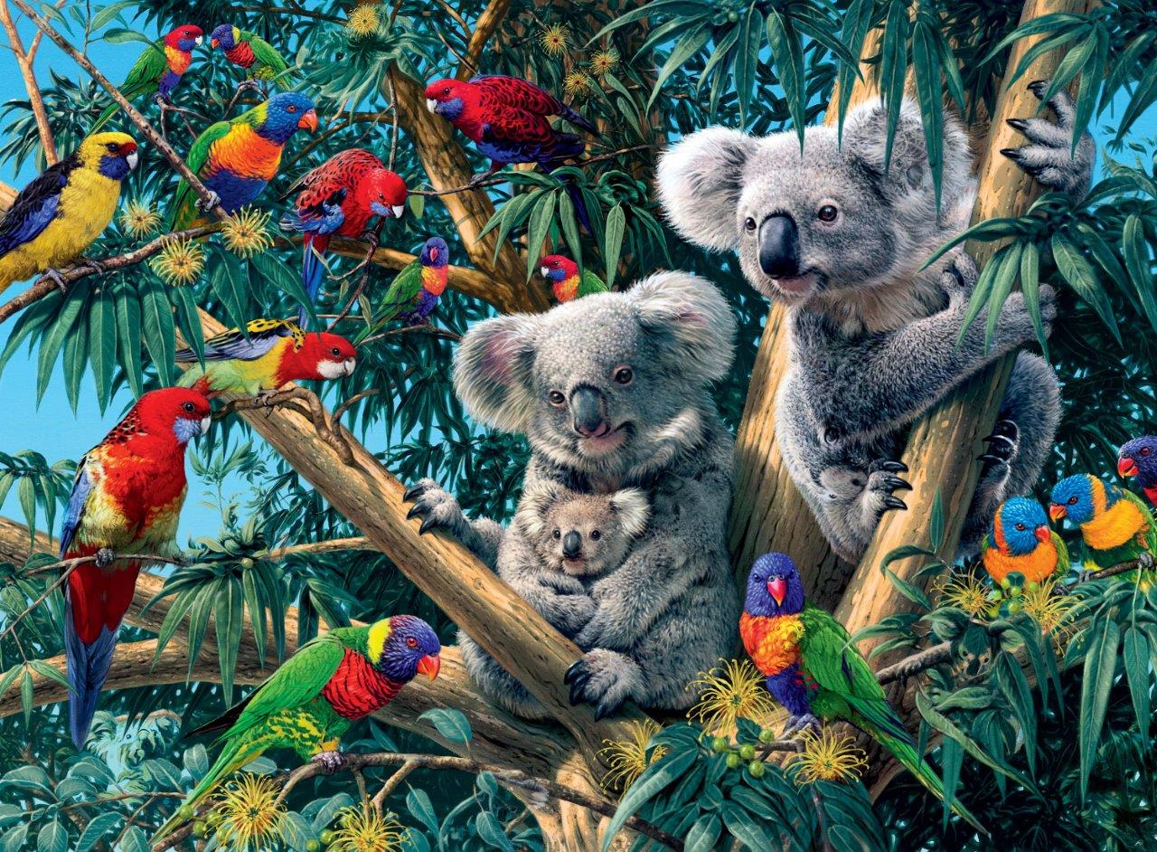 Koalas in a tree, 500pc