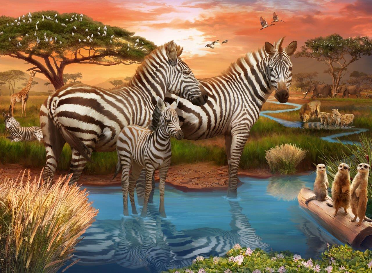 Zebra’s at waterhole, 500pc