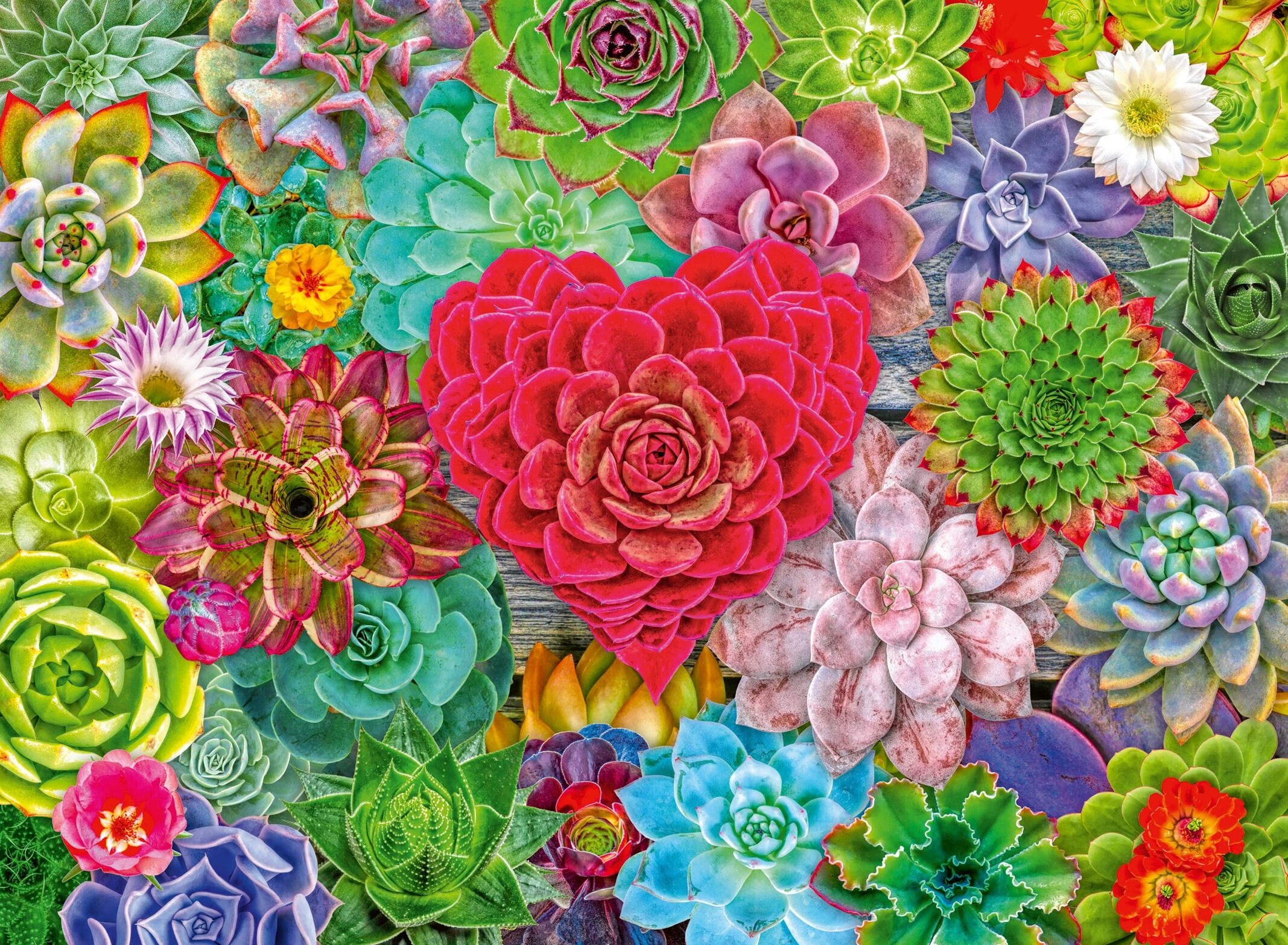 Succulent Love 500pc